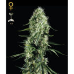Super Silver Haze fem. Green House