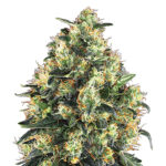 Super Skunk fem. Nirvana
