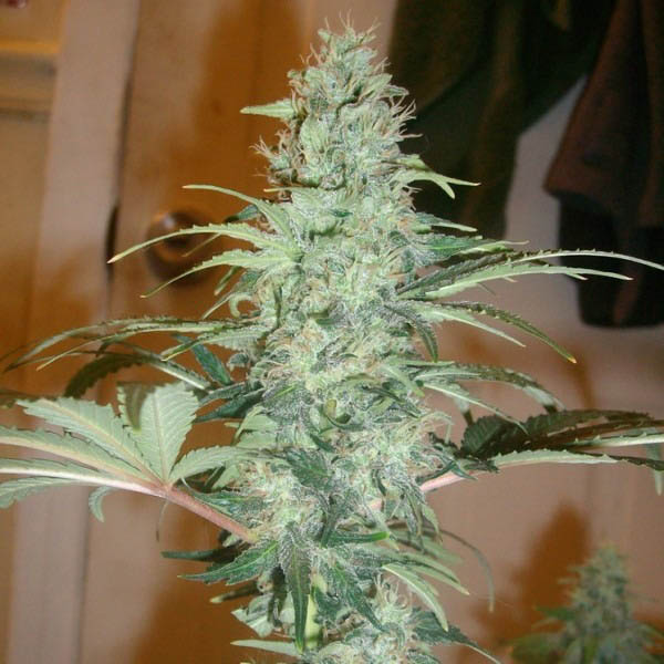 Super-Skunk-10-u-reg-Nirvana.jpg Super Skunk 10 u reg. Nirvana - immagine 1