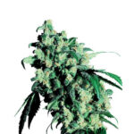 Super Skunk 10 u standard Sensi Seeds