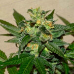 Super Skunk Kush fem. Garden of Green Seeds