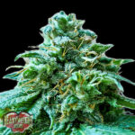 Superb OG 3 donne Heavyweight Seeds