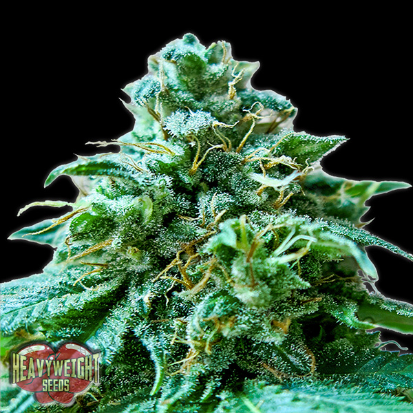 Superb-OG-3-u-fem-Heavyweight-Seeds.jpg Superb OG 3 donne Heavyweight Seeds - immagine 1