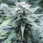 Sweet Amnesia 5 u G13 Labs