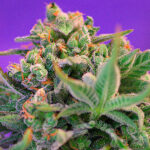Sweet Cheese Versione veloce fem. All'ingrosso Professionisti Sweet Seeds