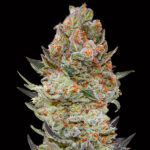 Sweet Critical CBD 3 donne 00 Seeds