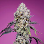 Sweet Mandarine Zkittlez F1 Fast Version u fem. Sweet Seeds