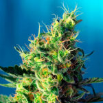 Sweet Pure CBD femmina. All'ingrosso per professionisti Sweet Seeds