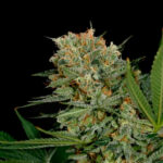 Sweet Russian 1 fem. Garden of Green Seeds