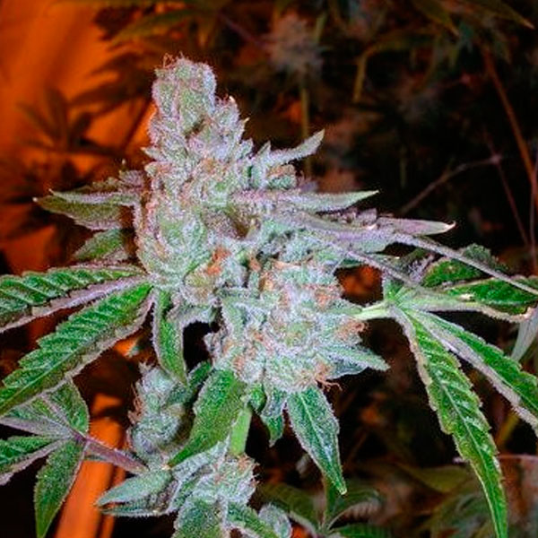 Tahoe-OG-Kush-6-u-fem-The-Cali-Connection.jpg Tahoe OG Kush 6 u fem. The Cali Connection - immagine 1