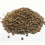 Tahoe Og All'ingrosso, 100 u.