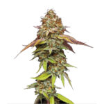 Terp & Tonic fem. Seedstockers Superior