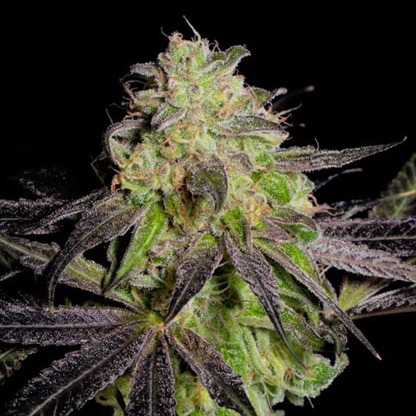 Tha-Gelee-3-u-fem-Grateful-Seeds.jpg Tha Gelee 3 donne Grateful Seeds - immagine 1