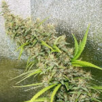 Thailandia x Panama 5 u Normale Ace Seeds