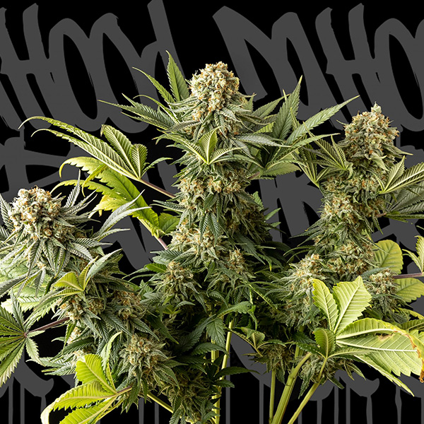 The-Whale-1-u-fem-DaHood-Urban-Seeds.jpg The Whale fem. DaHood Urban Seeds - immagine 1