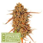 Thunder Banana fem. Seedstockers Superiore