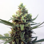 Toxic femminili Ripper Seeds