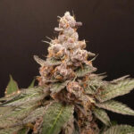 Trop Cherry Hash Bask Triangle Farms