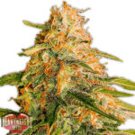 Tropic Punch 3 donne Heavyweight Seeds