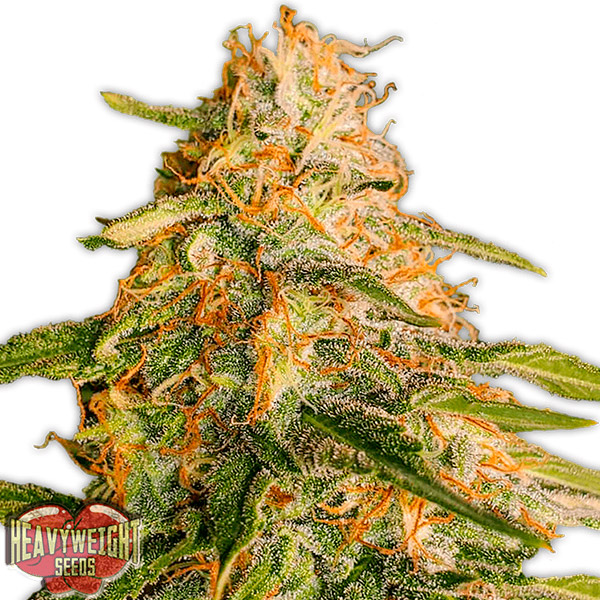 Tropic-Punch-3-u-fem-Heavyweight-Seeds.jpg Tropic Punch 3 donne Heavyweight Seeds - immagine 1