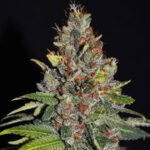 Tropical Punch 5 u G13 Labs