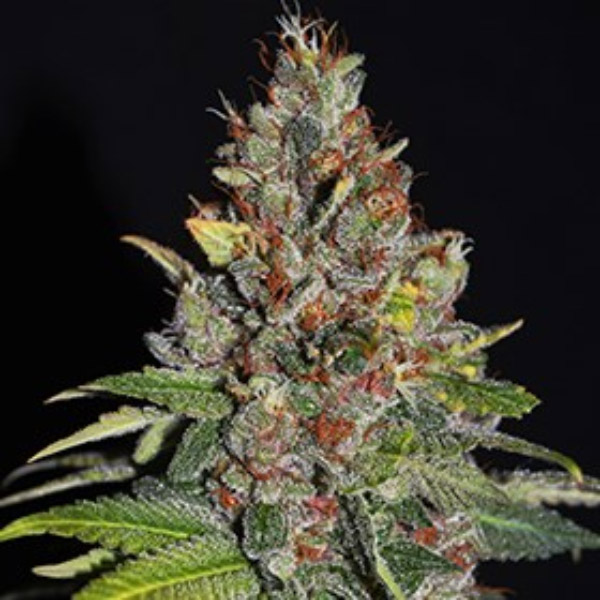 Tropical-Punch-5u-G13-Labs.jpg Tropical Punch 5 u G13 Labs - immagine 1