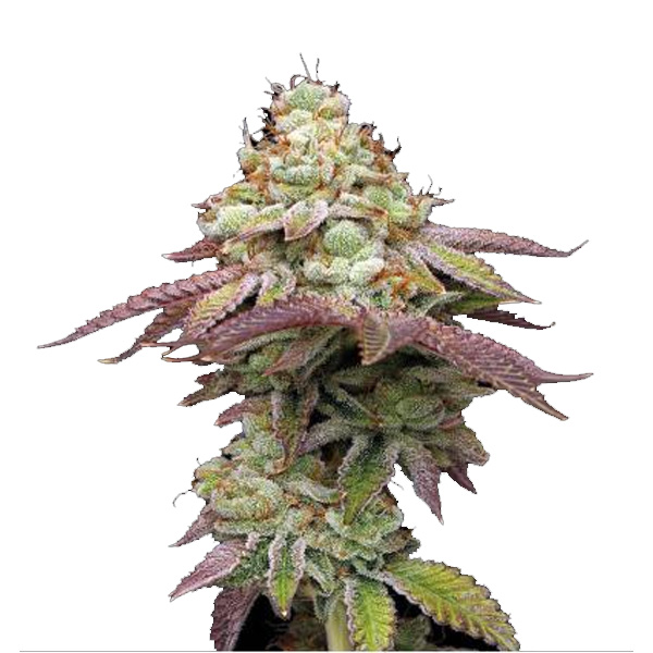 Tropical-Zmoothie-fem-1-u-Seedstockers-Superior.jpg Tropical Zmoothie fem. Seedstockers Superior - immagine 1