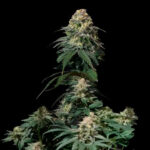 Tropicana Cookies Fast Flowering femmina FastBuds Seeds