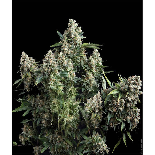 Tutankhamon-1-u-blister-x-12-u-fem-Pyramid-Seeds.jpg Tutankhamon in blister da fem. Pyramid Seeds - immagine 1