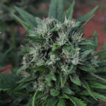 U2 (EQx HZ (AC)) 15 u Mr. Nice Edizione limitata