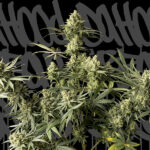 Urban Cheese (femminile) DaHood Urban Seeds