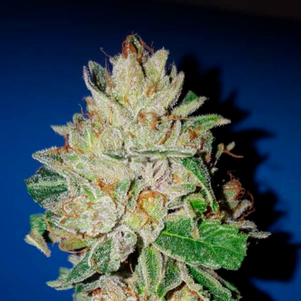 Violet-Kush-1-u-fem-Garden-of-Green-Seeds.jpg Violet Kush 1 femmina Garden of Green Seeds - immagine 1