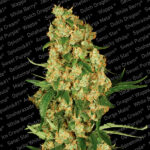 Wappa 5 femmine Paradise Seeds