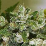 Warlock - Fem. Serious Seeds