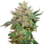 Wedding Cake fem. Seedstockers