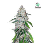 West Coast OG Auto 10 u fem. FastBuds Seeds