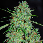 White Critical 5 u G13 Labs