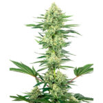 White Gorilla Haze 3 femmine White Label