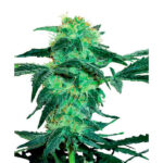 White Ice 1 esemplare femmina White Label