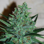 White Lavender 5 u G13 Labs