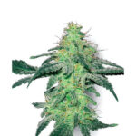White Skunk 10 u reg. White Label