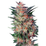 White Widow 10 u reg. Dutch Passion