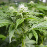 White Widow 10 u reg. Nirvana