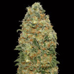 White Widow 3 donne 00 Seeds