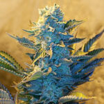 White Widow 5 u G13 Labs