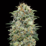 White Widow CBD 3 donne 00 Seeds