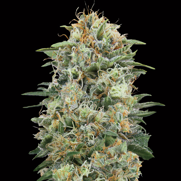 White-Widow-CBD-3-u-fem-00-Seeds.jpg White Widow CBD 3 donne 00 Seeds - immagine 1