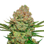 White Widow fem. Seedstockers
