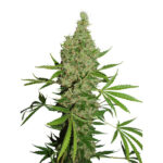 White Widow x The Ultimate 10 u reg. Dutch Passion