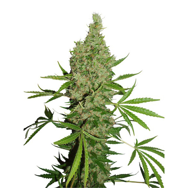 White-Widow-x-The-Ultimate-10-u-reg-Dutch-Passion.jpg White Widow x The Ultimate 10 u reg. Dutch Passion - immagine 1